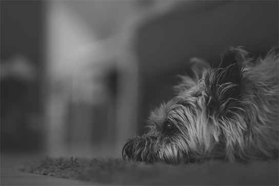 Chien Cairn Terrier