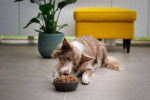 croquettes pour chien sans céréales