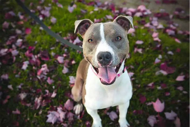 Comment montrer à son chien où faire ses besoins ? 5 astuces